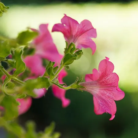 Partvilla Balatonboglár