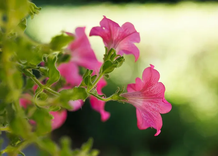 Partvilla Balatonboglar